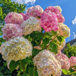 Vibrant pink and white hydrangea flowers blooming against a bright blue sky.