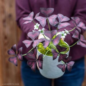 "A person holding a potted Butterfly Plant (Oxalis triangularis) with dark red leaves and white flowers."