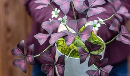 "A person holding a potted Butterfly Plant (Oxalis triangularis) with dark red leaves and white flowers."