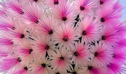 "Dragon Tree Flower (Dracaena cinnabari) with vibrant pink and white blossoms in a unique floral pattern