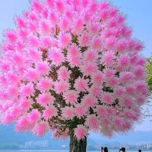 Large Dragon Tree Flower (Dracaena cinnabari) with vibrant pink blossoms by the lakeside.