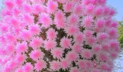 Large Dragon Tree Flower (Dracaena cinnabari) with vibrant pink blossoms by the lakeside.