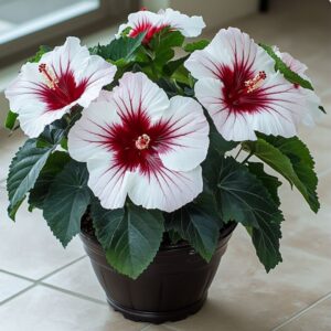 Close-up of white hibiscus flowers with red centers