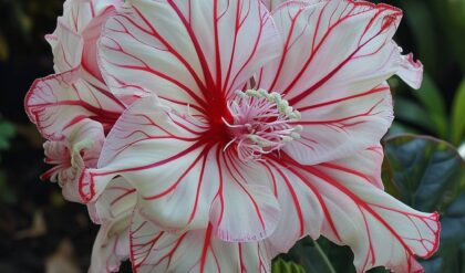 A stunning close-up of a white and red striped flower, featuring intricate petal designs and a vibrant center, set against a lush green background.