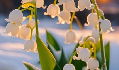 "Lily of the Valley flowers covered in frost during sunrise in a snowy landscape."