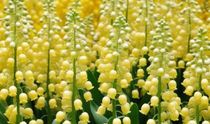 "Yellow and white Lily of the Valley flowers with lush green leaves."