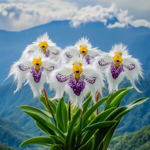 Monkey Face Orchid (Dracula simia) with fluffy white petals and yellow centers against a scenic mountain backdrop