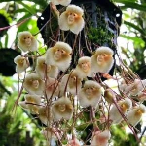 Monkey Orchid (Dracula simia) with flowers resembling monkey faces