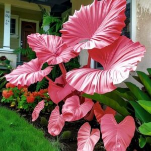 Pink Elephant Ear plant with large, vibrant leaves in a front yard garden.