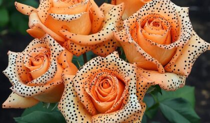 A beautiful arrangement of Polka Dot Orange Roses featuring delicate petals in soft orange adorned with black polka dots, surrounded by lush green leaves.