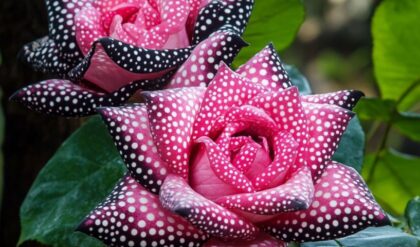 A stunning display of Polka Dot Roses featuring pink petals adorned with black and white polka dots, set against lush green leaves.