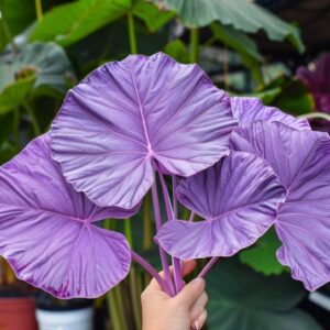 Purple Elephant Ear with large heart-shaped, deep purple leaves