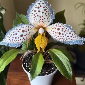 Close-up of unique orchid with white and spotted petals