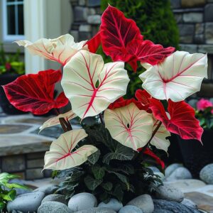 Colorful caladium plant with vibrant red and white leaves against a stone pathway.