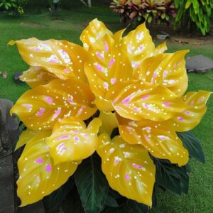 Vibrant Calathea leaves with yellow and pink accents in a lush garden setting.