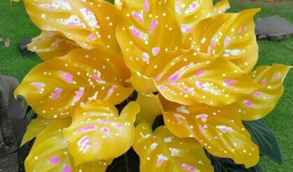 Vibrant Calathea leaves with yellow and pink accents in a lush garden setting.