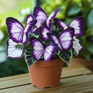 Begonia Moonlight Butterfly plant with vibrant purple and white butterfly-shaped leaves in a terracotta pot.