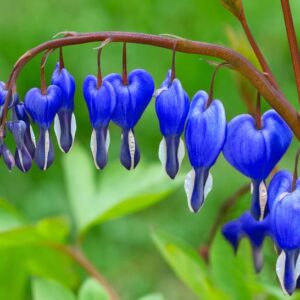 Delicate cluster of vibrant blue Bleeding Heart flowers hanging from a green stem