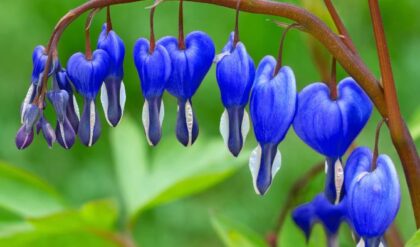 Delicate cluster of vibrant blue Bleeding Heart flowers hanging from a green stem