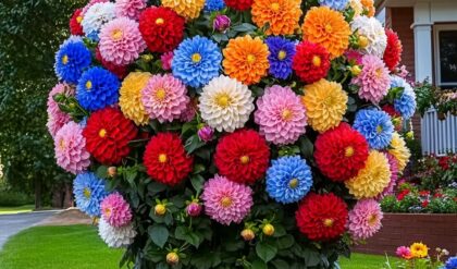 A vibrant dahlia tree bursting with a multitude of colorful blooms, including shades of red, pink, blue, and yellow, set against a lush green lawn and a charming house.