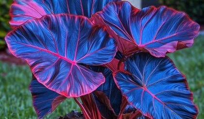 Vibrant Elephant Ear plant with large, dark blue-green leaves and striking red veins