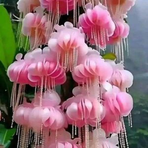 A beautiful cluster of pink hanging flowers with delicate strands, resembling a cascading waterfall in a lush green setting.