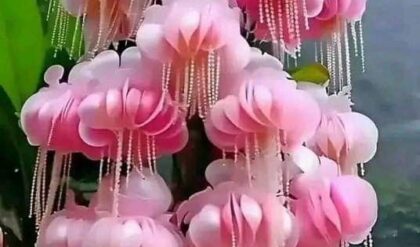 A beautiful cluster of pink hanging flowers with delicate strands, resembling a cascading waterfall in a lush green setting.