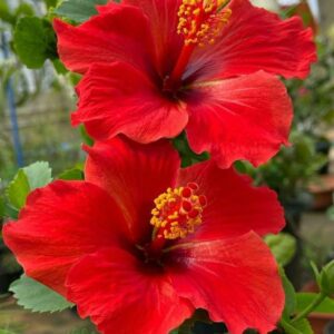 Close-up of vibrant red hibiscus flowers