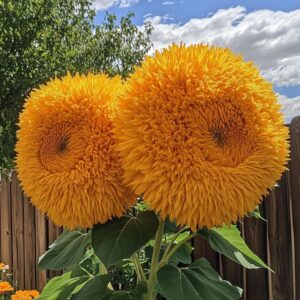 Two fluffy Teddy Bear Sunflowers with vibrant golden petals, resembling a plush toy, standing tall against a blue sky.