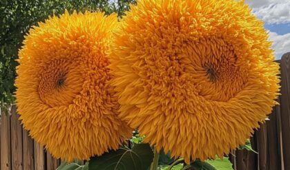 Two fluffy Teddy Bear Sunflowers with vibrant golden petals, resembling a plush toy, standing tall against a blue sky.