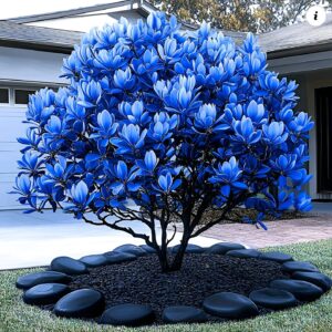 Blue Magnolia Tree with vibrant blue blossoms in a modern garden setting, surrounded by smooth black stones.