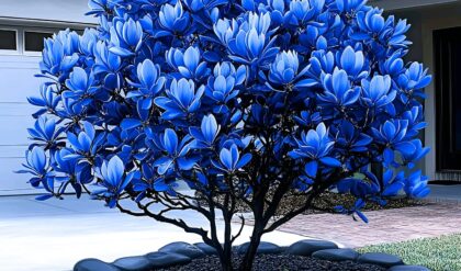 Blue Magnolia Tree with vibrant blue blossoms in a modern garden setting, surrounded by smooth black stones.