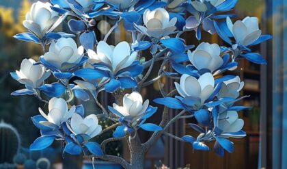 Stylish Magnolia tree with blue and white flowers surrounded by potted cacti