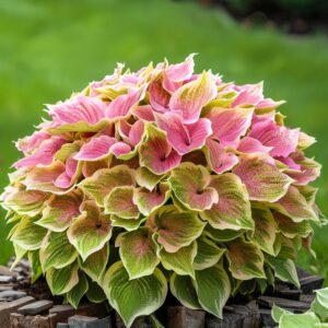 A lush cluster of Hosta plants featuring large, wavy pink and green leaves, arranged beautifully on a bed of wooden logs with a soft green background.