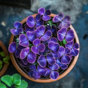 Close-up of a Butterfly Plant (Oxalis triangularis) displaying vibrant purple leaves in a terracotta pot.