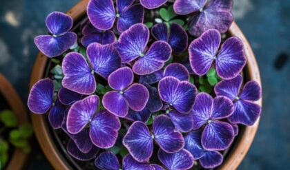 Close-up of a Butterfly Plant (Oxalis triangularis) displaying vibrant purple leaves in a terracotta pot.