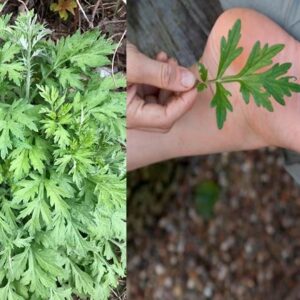 Benefits of Mugwort