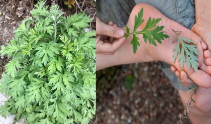 Benefits of Mugwort