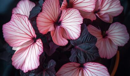 Moonlight Butterfly Begonia for Sale