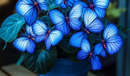 Moonlight Butterfly Begonia for Sale pngland