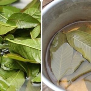 The Benefits of Guava Leaves Tea