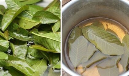 The Benefits of Guava Leaves Tea