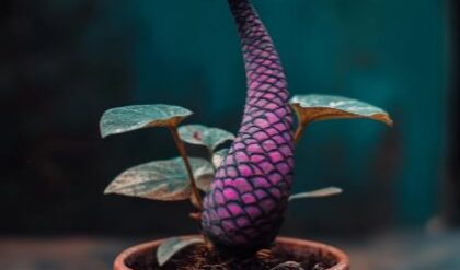 Mermaid Plant with a pink scaly stem and vibrant fins-like leaves in a rustic terracotta pot on a wooden surface