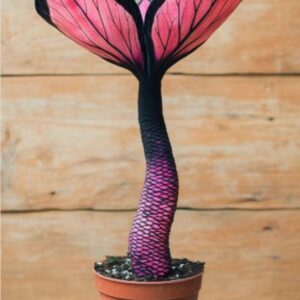 Mermaid Plant with a vibrant pink and black scaly stem and fin-like leaves, growing in a terracotta pot against a wooden background