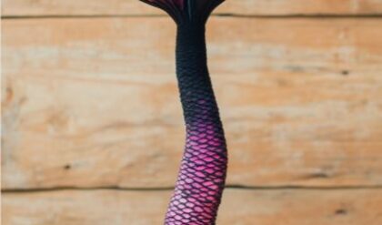 Mermaid Plant with a vibrant pink and black scaly stem and fin-like leaves, growing in a terracotta pot against a wooden background