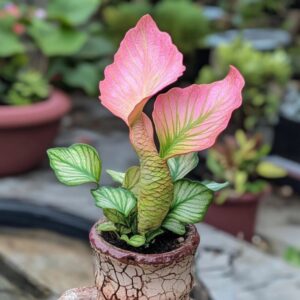 Mermaid Plant with pink and green fin-like leaves and a textured scaly stem, growing in a cracked rustic pot