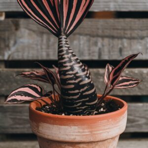 Mermaid Plant with unique striped leaves in a cracked terracotta pot