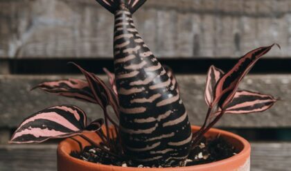 Mermaid Plant with unique striped leaves in a cracked terracotta pot