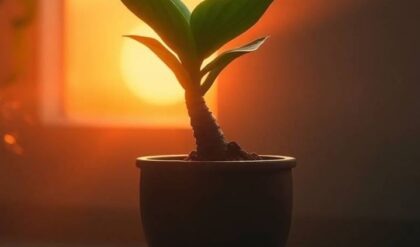 Mermaid Plant with a fish-scale stem and large green leaves in a terracotta pot, illuminated by mystical lighting in a dimly lit room