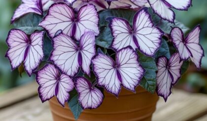 moonlight butterfly begonia for sale near me